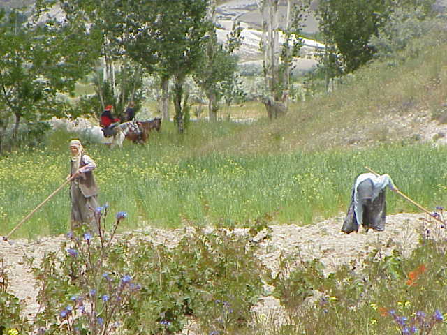   Women working in fields Kizilcukur   Cappadocia
